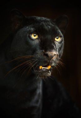 leopar