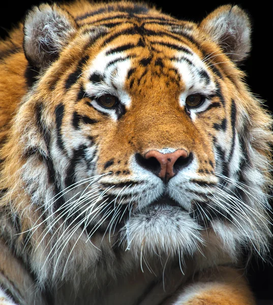 Tiger — Stockfoto