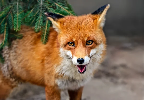 Fox Portret in natuurlijke habitat — Stockfoto