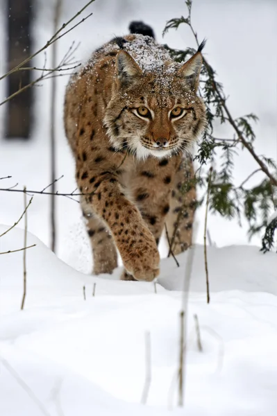 Kış lynx — Stok fotoğraf