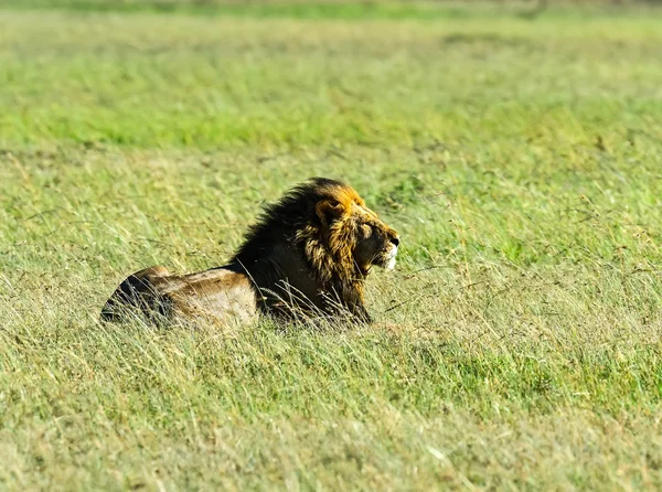 Lwy Masai Mara — Zdjęcie stockowe