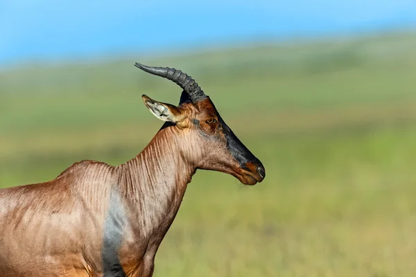 Topi antilop — Stok fotoğraf