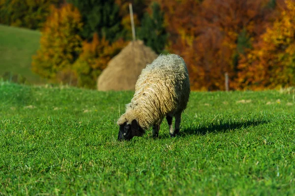 Schafherde — Stockfoto