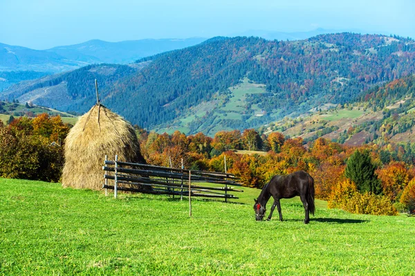 Horse — Stock Photo, Image