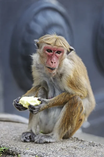 Macaca — Stock Photo, Image