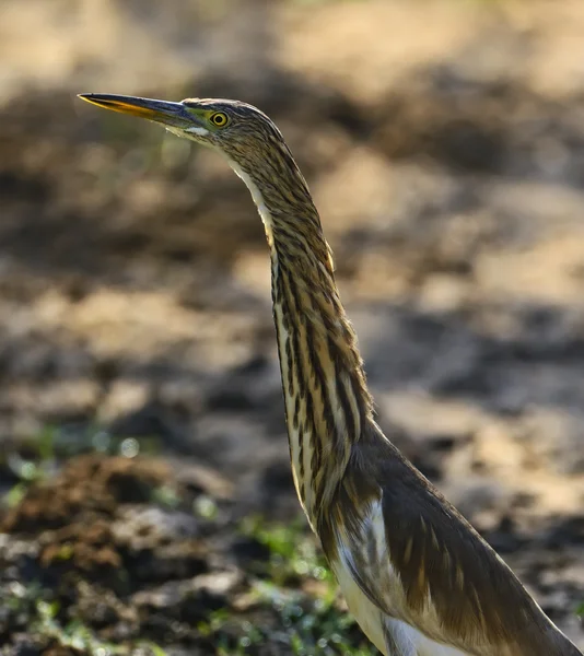 Bittern — Stock Photo, Image