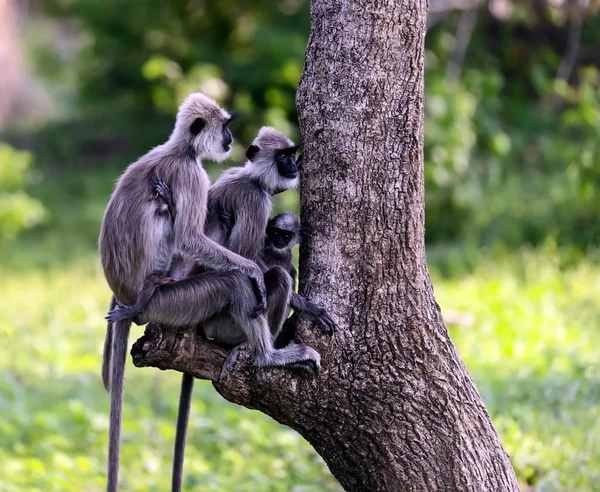 Monkey — Stock Photo, Image