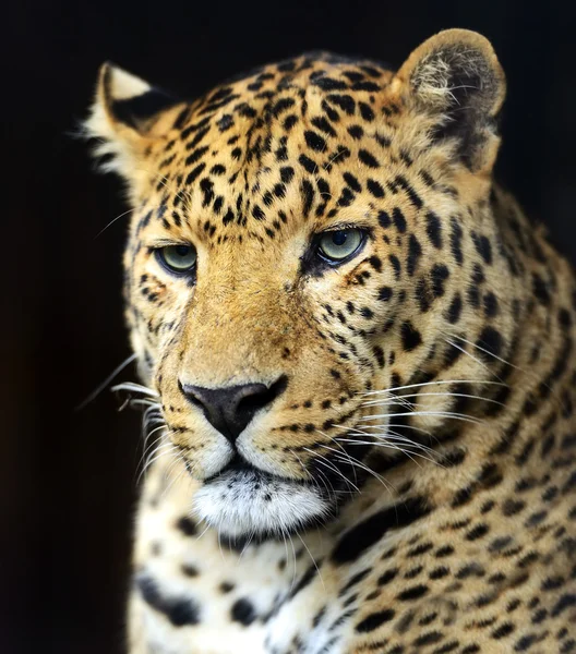 Leopard — Stockfoto