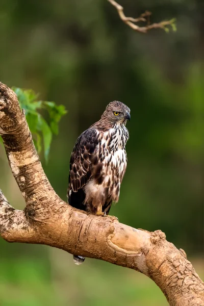 Falcon czubaty — Zdjęcie stockowe