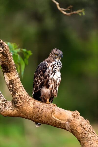 Crested Falcon 