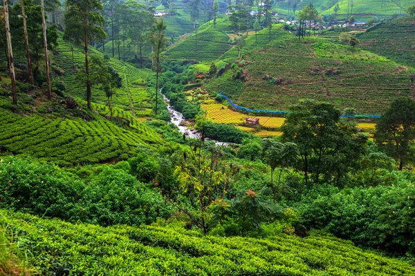 Sri Lanka — Fotografia de Stock