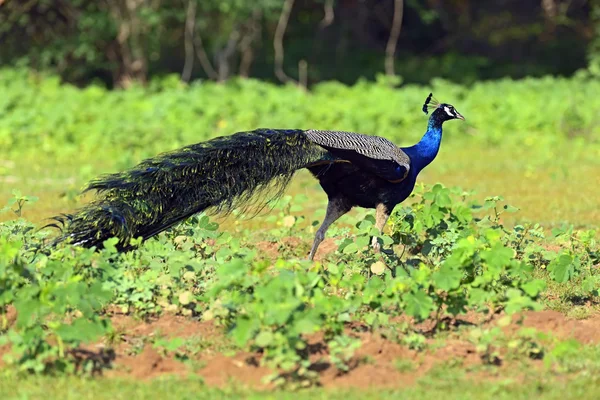 Pfau — Stockfoto