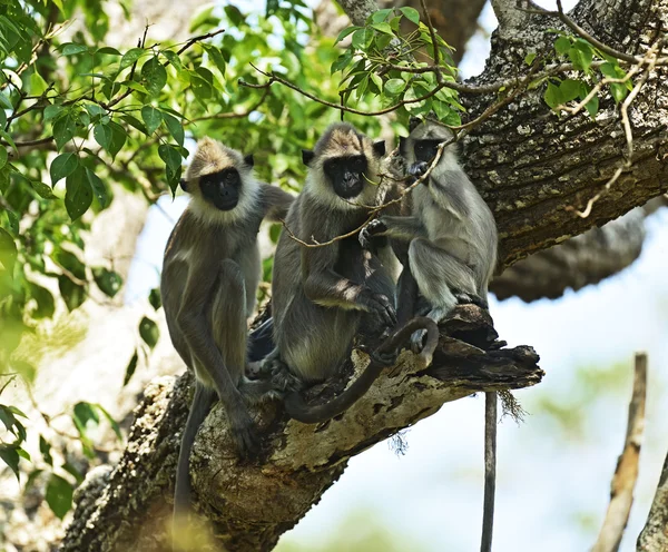 Monkey — Stock Photo, Image