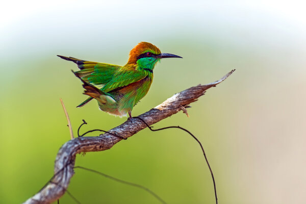 Bee-eater in the wild on the island of Sri Lanka