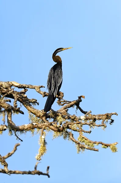 Ängstrollslända — Stockfoto