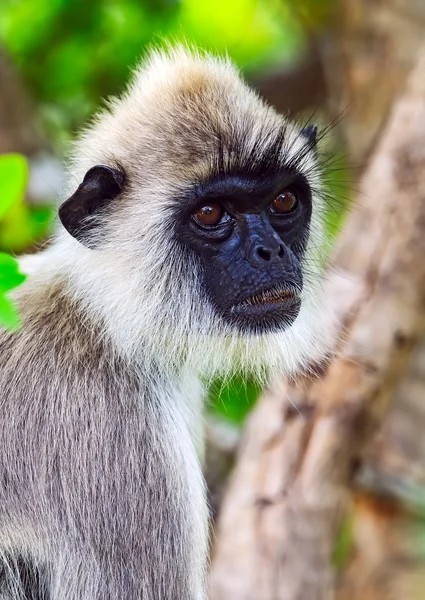 Macaco. — Fotografia de Stock