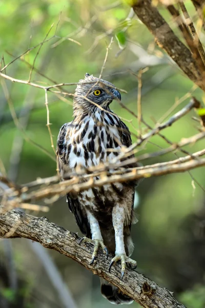 Falcão de crista — Fotografia de Stock