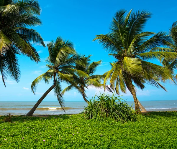 Sri lanka — Stockfoto