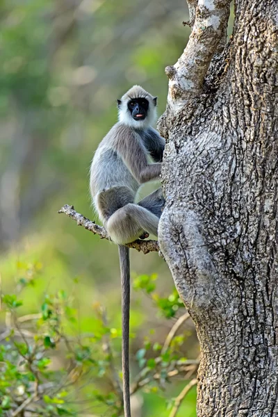 Macaco. — Fotografia de Stock