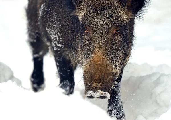 Wildschweine — Stockfoto