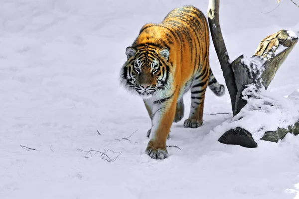 Тигр амурський — стокове фото