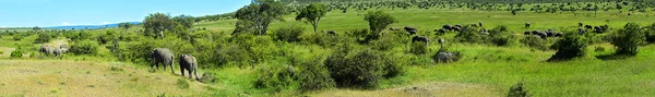 Elefante en la sabana africana Masai Mara —  Fotos de Stock