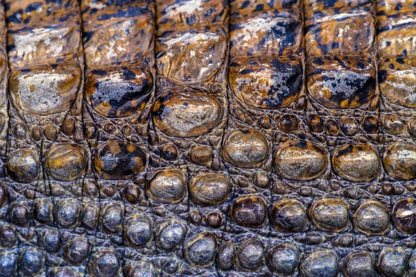 Krokodyl — Zdjęcie stockowe