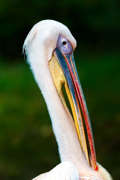 Pelican — Stock Photo, Image