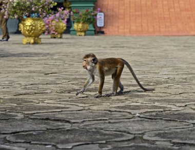 bir gitar ve hafif bir arka plan üzerinde bir gül