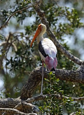 Sarı gagalı leylek