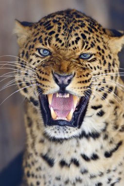 leopar