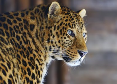 leopar