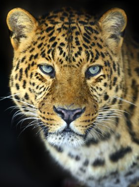 leopar