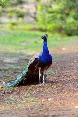Peacock clipart