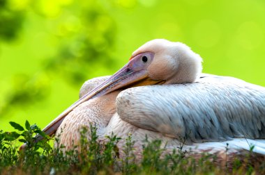 Pelican clipart