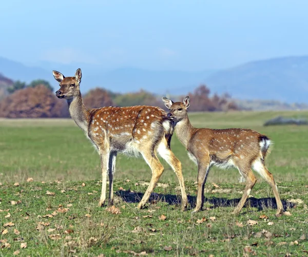 Gefleckter Hirsch — Stockfoto