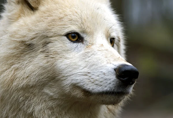 Портрет белого волка — стоковое фото