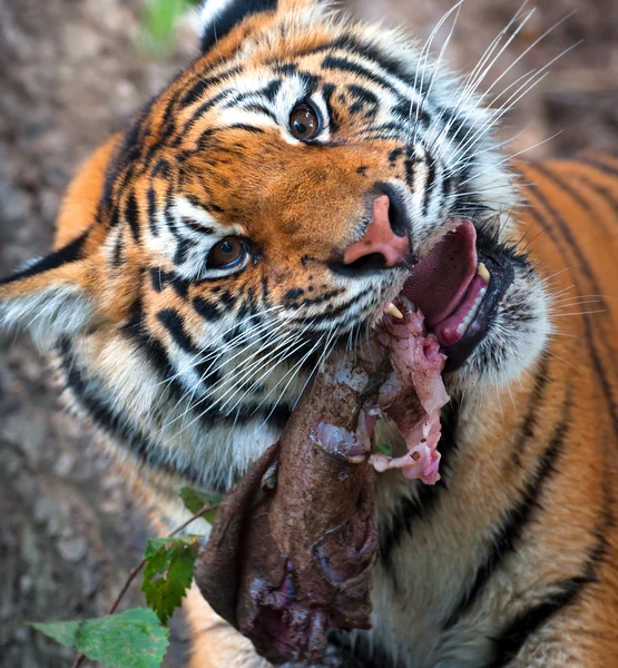 Amur Tiger — Stock Photo, Image