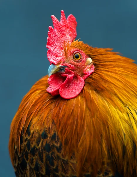 Rooster — Stock Photo, Image