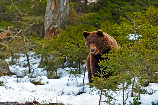Καφέ αρκούδα στο δάσος το χειμώνα — Φωτογραφία Αρχείου