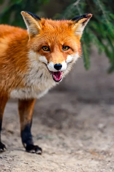 Doğal yaşam alanı içinde Fox portre — Stok fotoğraf