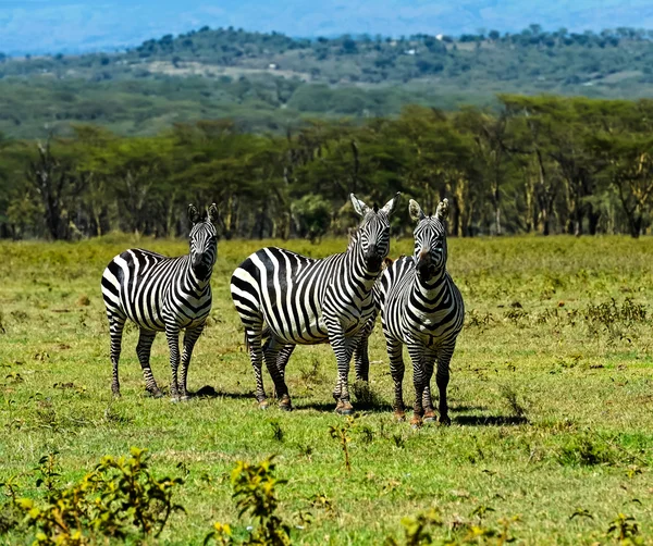 Zebran — Stockfoto