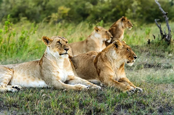 León. — Foto de Stock