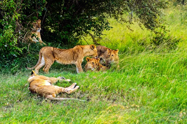 Aslan — Stok fotoğraf