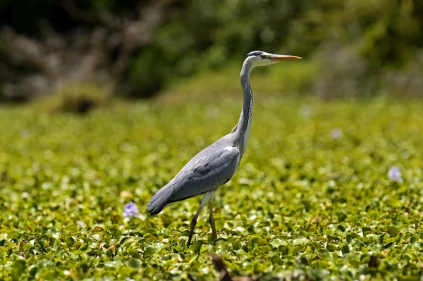 Africké heron — Stock fotografie