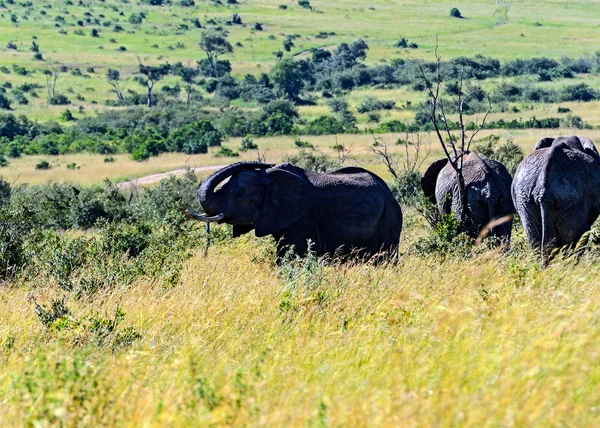 Afrikanische Elefanten — Stockfoto