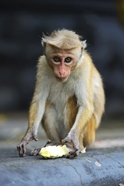 Macaca — Fotografia de Stock