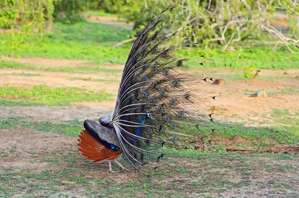 Påfågel — Stockfoto