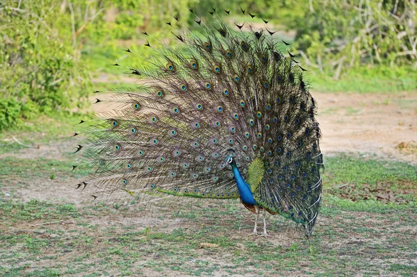 Påfågel — Stockfoto