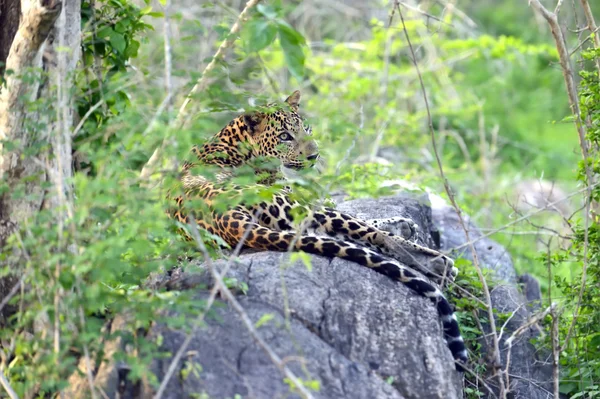 Leopardo — Foto de Stock